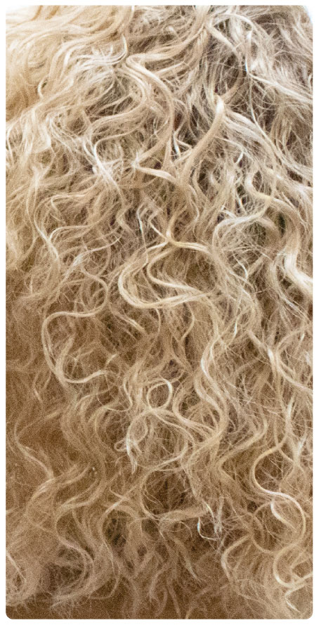 TT1B/C.Blonde